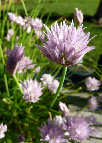Chives