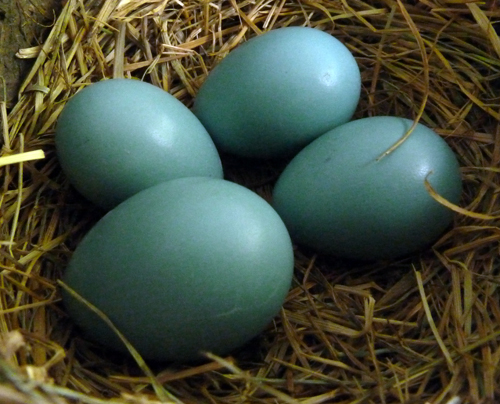Robin's Eggs