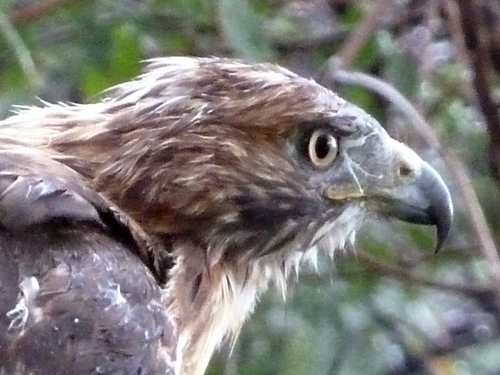 P1110837 500 cropped