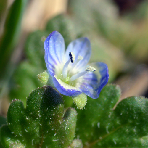 composit cropped 500