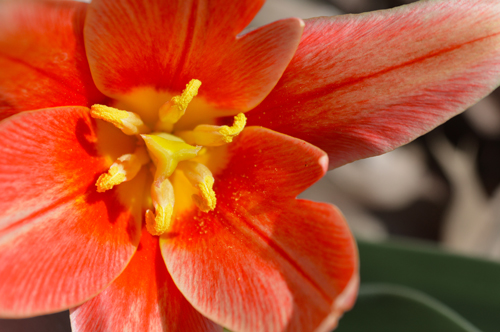 Red Tulip Macro