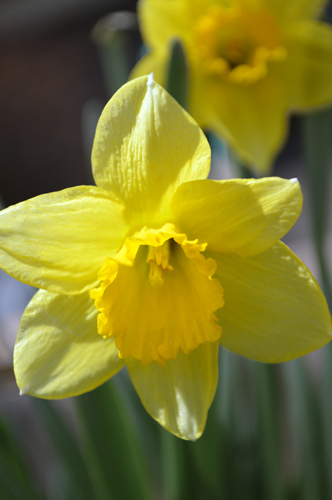 Daffodill
