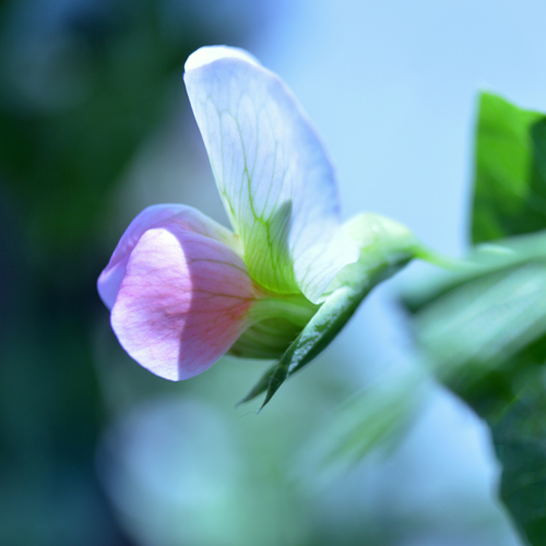 Pea Blossom - Side View