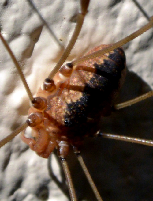 Untitled_Panorama1 Close Up 500