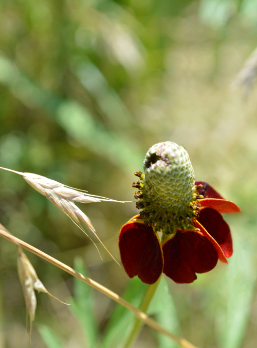 Untitled_Panorama2 500