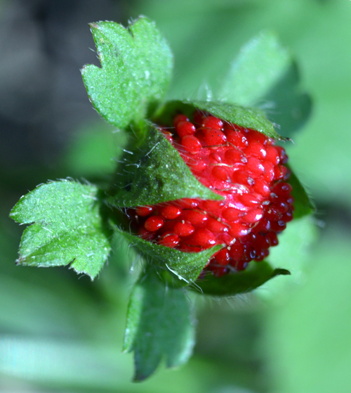 Wild Strawberry