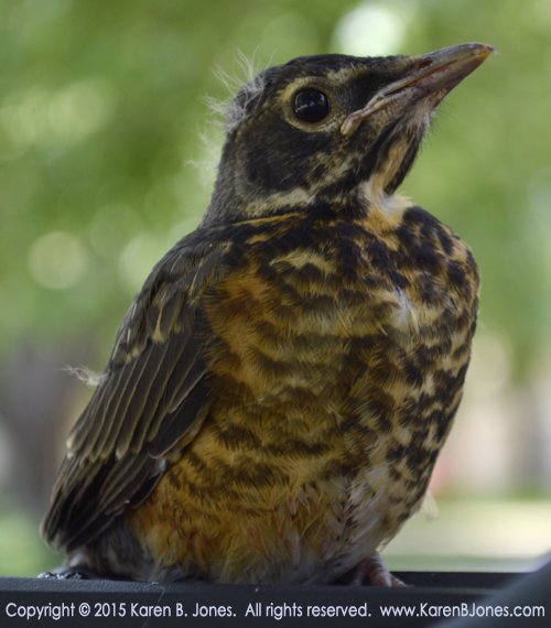 Fledgling Robin