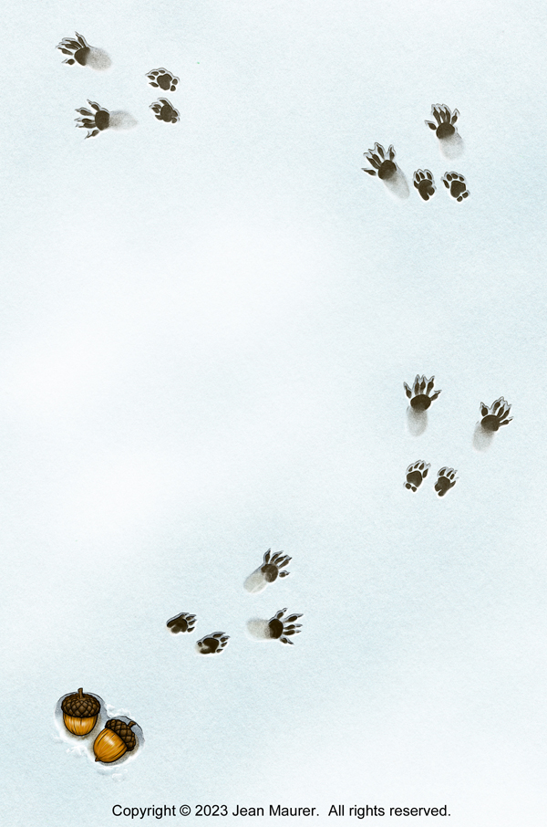 A cartoon illustration of four sets of squirrel prints in the snow along with two acorns.  